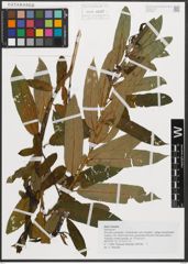 Foto von Salix triandra L.